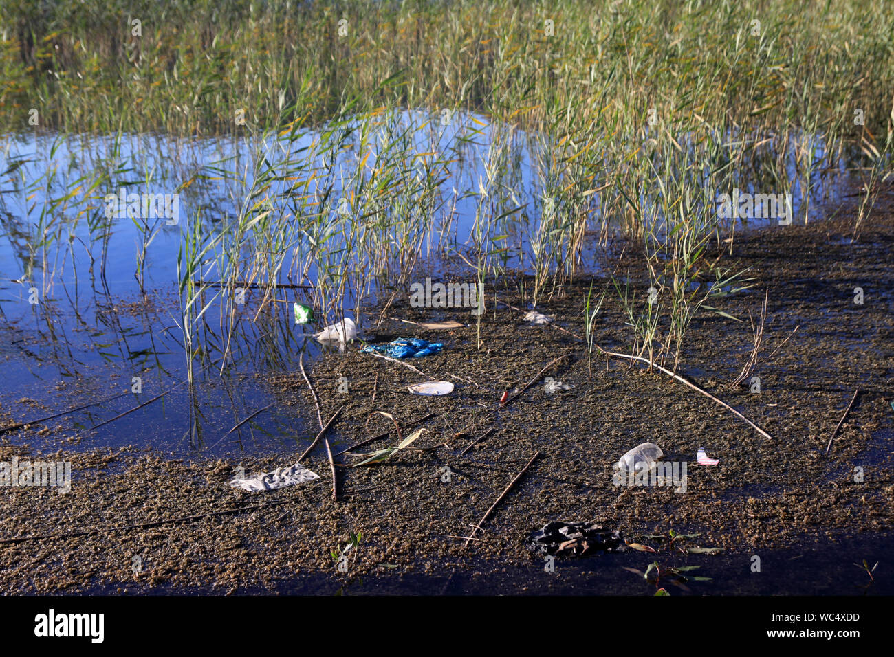 Wasserverschmutzung in einem See Stockfoto