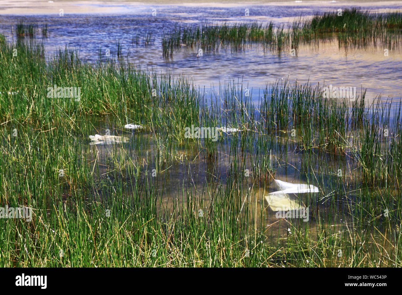 Wasserverschmutzung in einem See Stockfoto