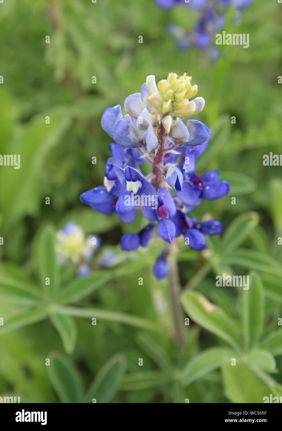 Bluebonnet blooming entlang der Seite einer Landstraße in der Nähe von Mason, Texas Stockfoto