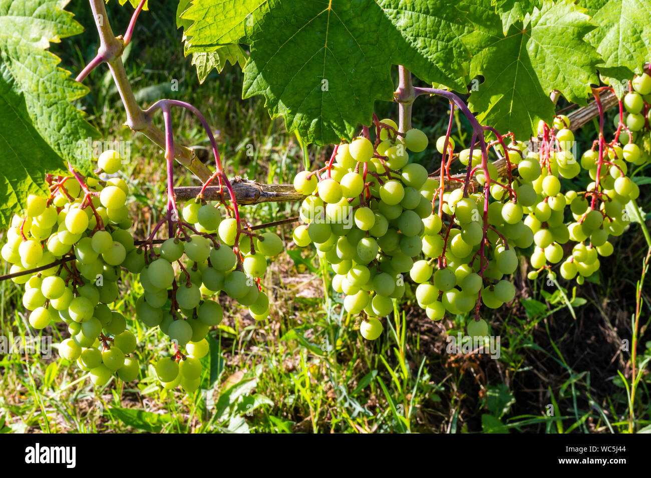 Spalier Weintrauben Stockfotos und -bilder Kaufen - Alamy