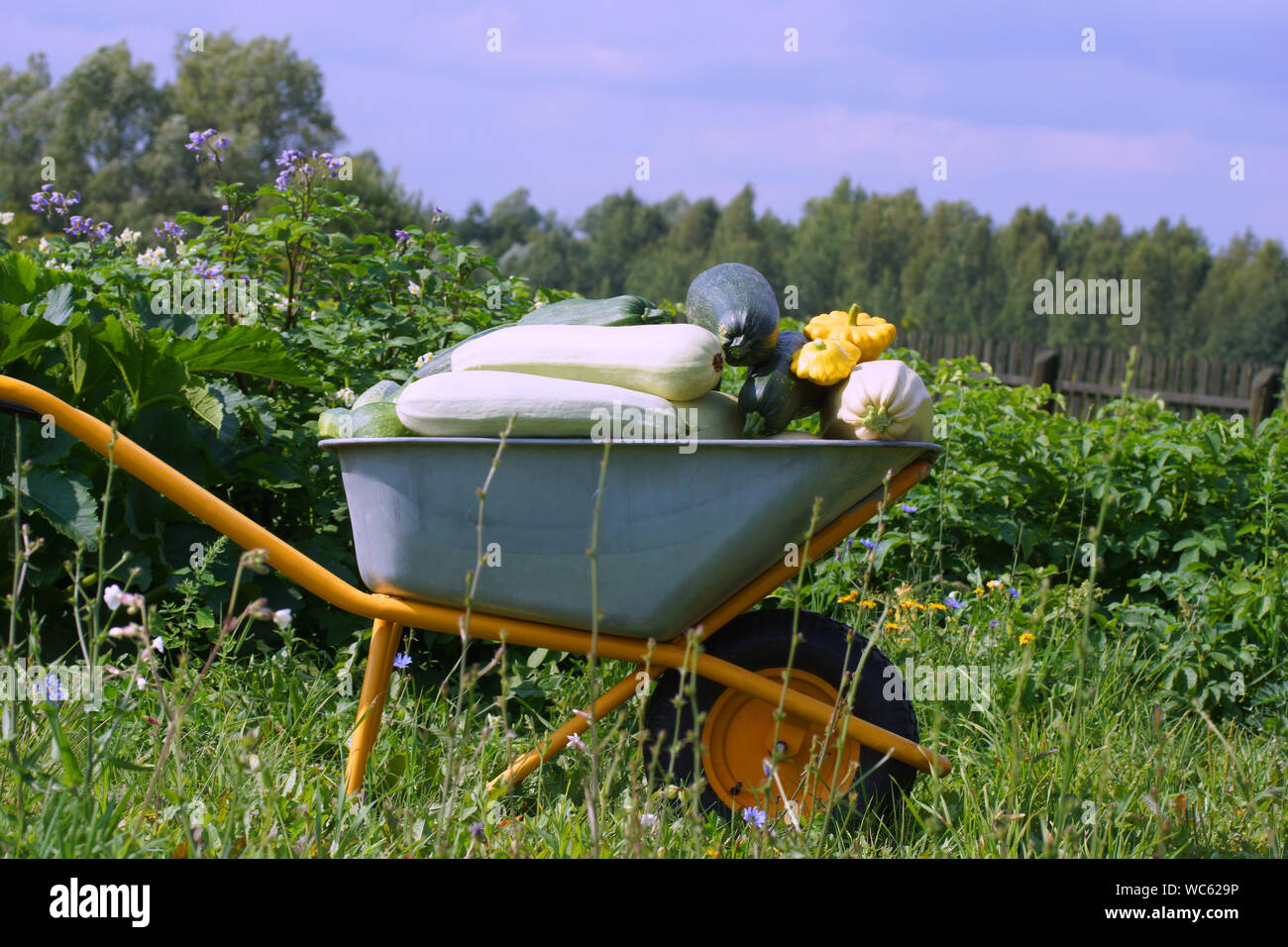 Ernte Zucchini in die Katze. Die Ernte. Stockfoto