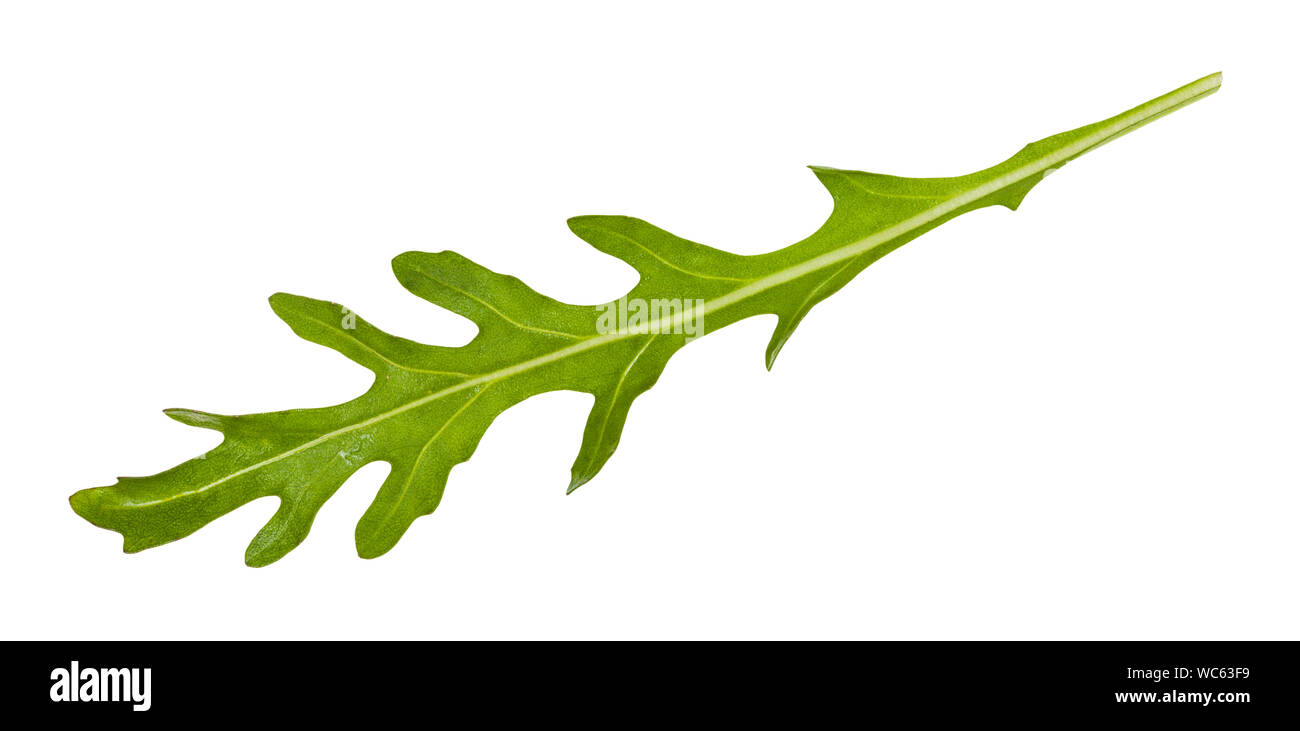Frische grüne Blätter Rucola (rauke, Rucola eruca,) Pflanze isoliert auf weißem Hintergrund Stockfoto