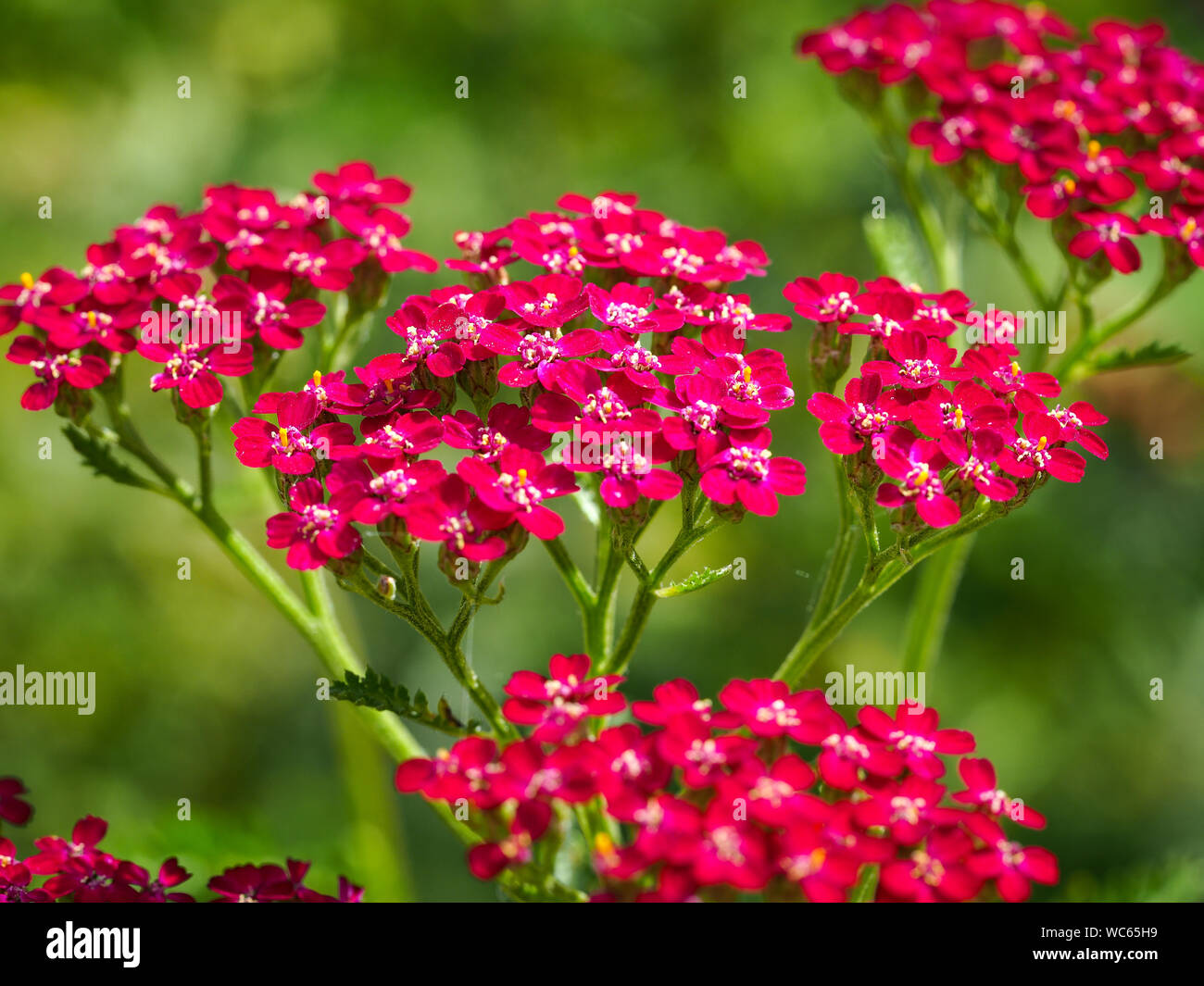 Nahaufnahme des hübschen rosa Achillea millefolium Blumen in einem Englischen Garten Stockfoto