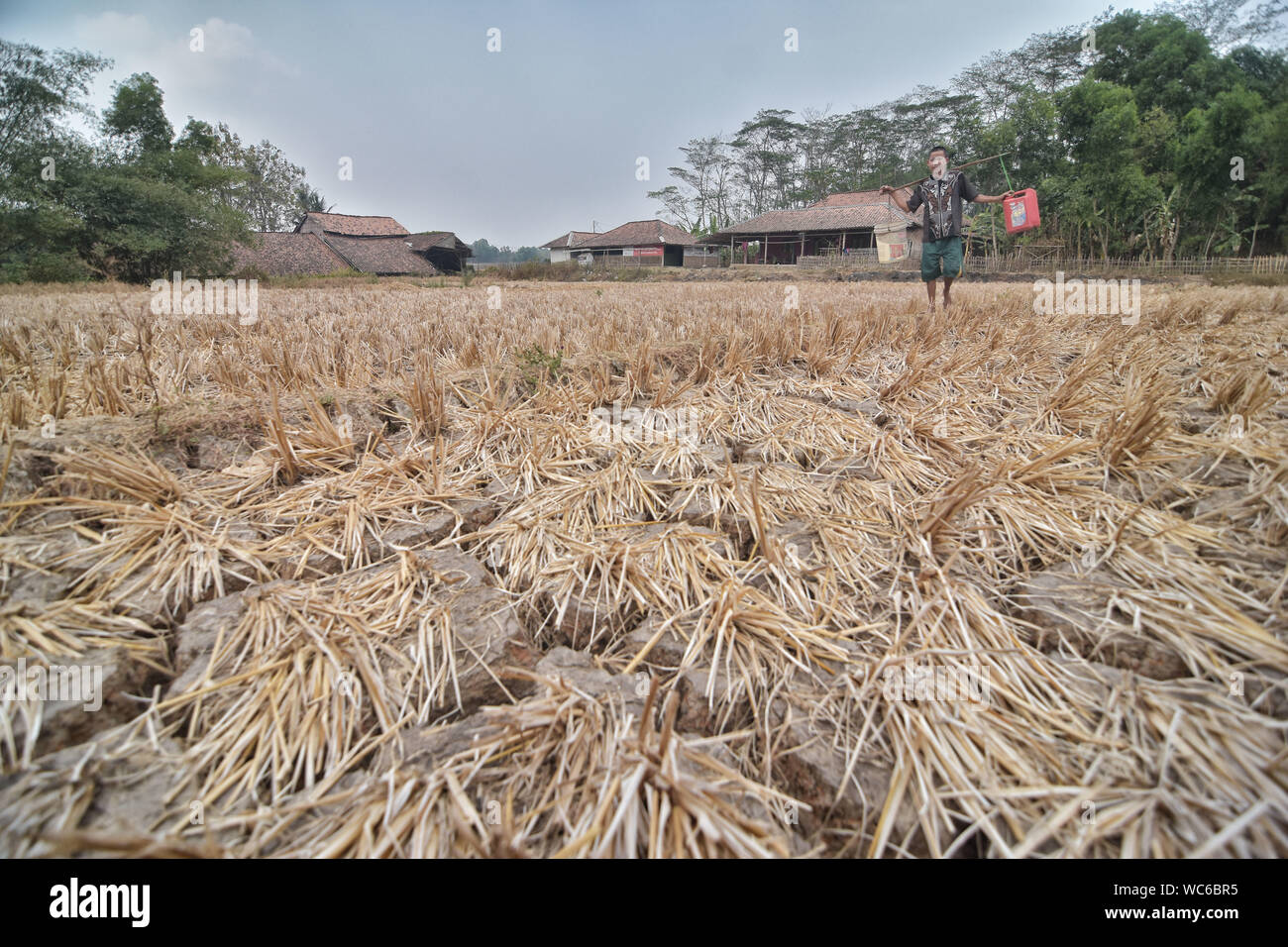 Bekasi, West Java, Indonesien. 27 Aug, 2019. Ein Bewohner trägt Eimer Wasser durch ein trockenes Reisfeld. der Meteorologie, Klimatologie und Geophysik Agentur hat davor gewarnt, dass die trockene Jahreszeit kann trockener und intensiver als im letzten Jahr aufgrund der El NiÃ±o Phänomen. Die Agentur klassifiziert, West Java, Central Java, die meisten Teile von Ost Java, Jakarta, Bali und Nusa Tenggara, da der Bereich der meisten anfällig für extreme Dürre, oder mehr als 60 Tage ohne Regen. Credit: Agung Fatma Putra/SOPA Images/ZUMA Draht/Alamy leben Nachrichten Stockfoto
