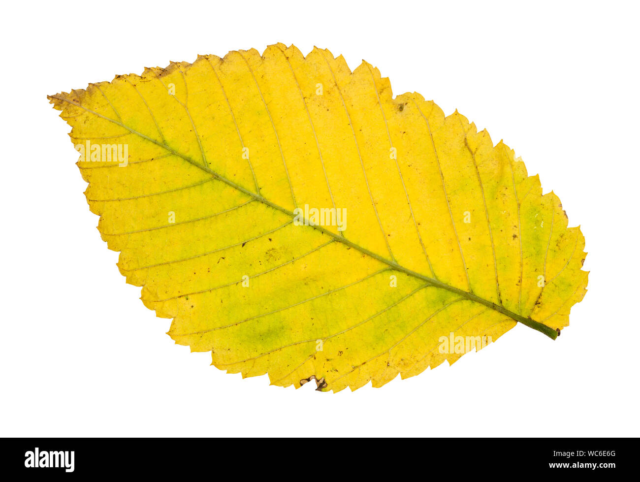 Rückseite der Gefallenen gelb Blatt von Elm Tree auf weißem Hintergrund Stockfoto