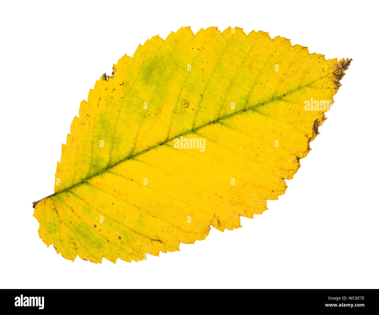 Gefallenen gelb Blatt von Elm Tree auf weißem Hintergrund Stockfoto