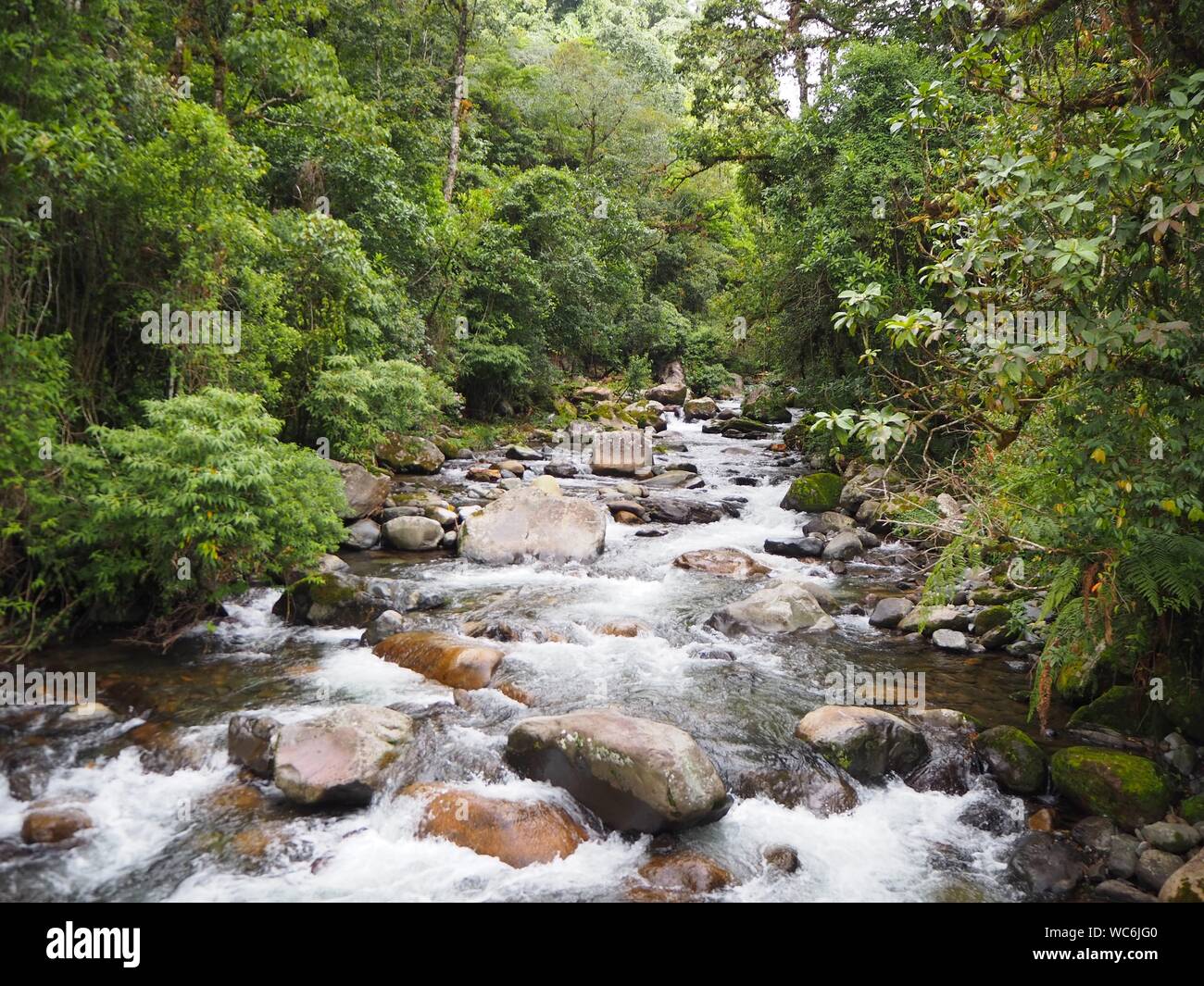 Tropischer Regenwald und Dschungelfluss oder -Strom, der schnell mit weißem Wasser im Wald in der Nähe von Boquete in Panama fließt. In der Nähe von Wendys fällt Wasser. Stockfoto