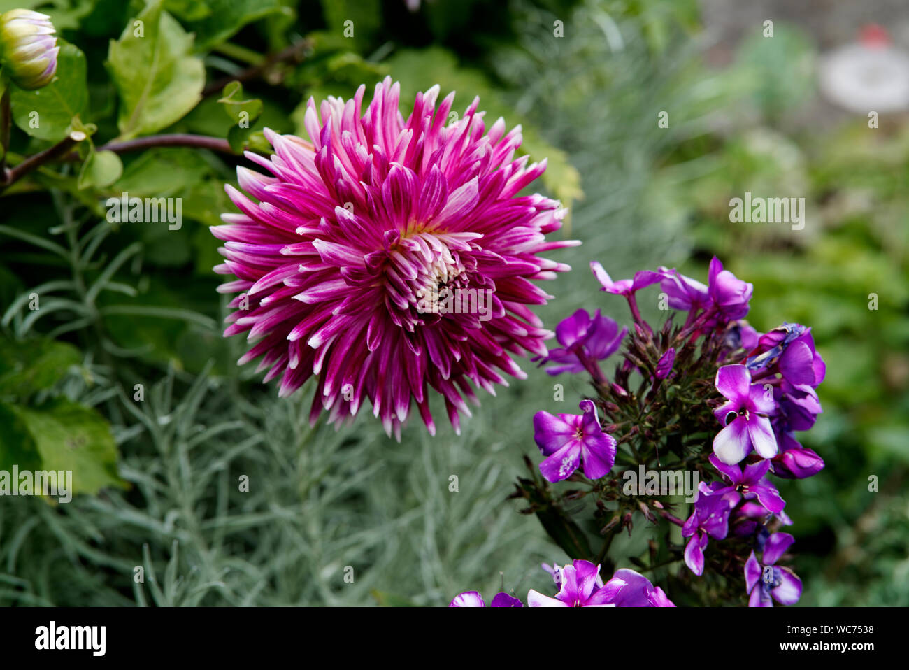 Violett/Magenta Dahlie in einem vorderen Wohn- Garten. Stockfoto