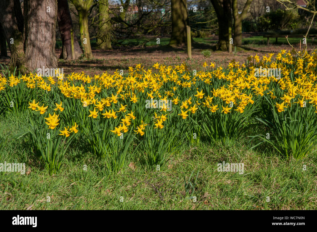 Narzissen Februar Gold eingebürgert in einem bewaldeten Garten Dies ist eine Abteilung 6 Narzisse und ist ein starker Züchter, dass Blumen im Februar Stockfoto