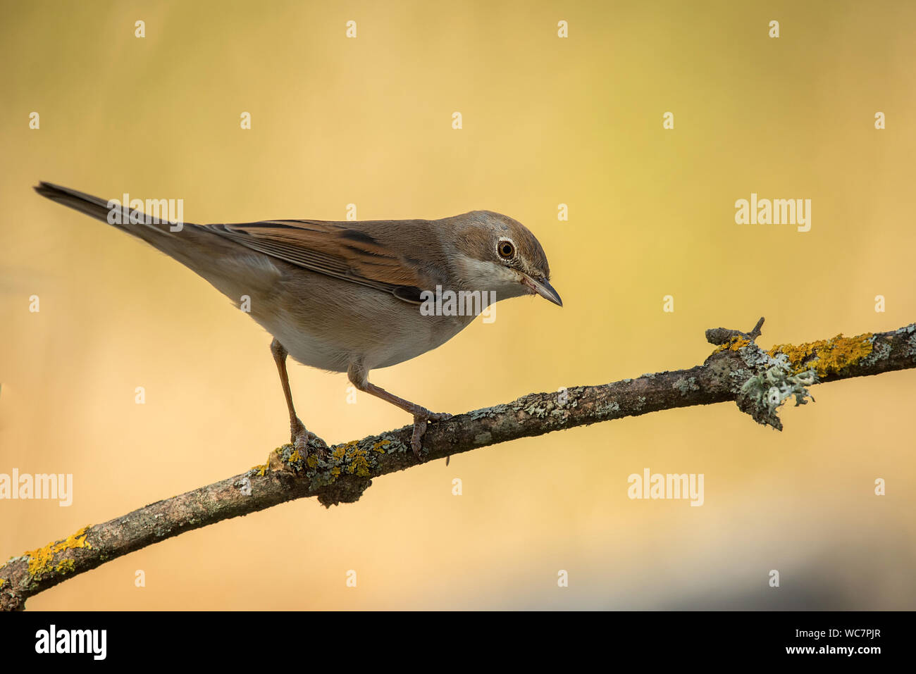 Gemeinsame whintethroat Vogel auf Zweig mit warmen Hintergrund Stockfoto