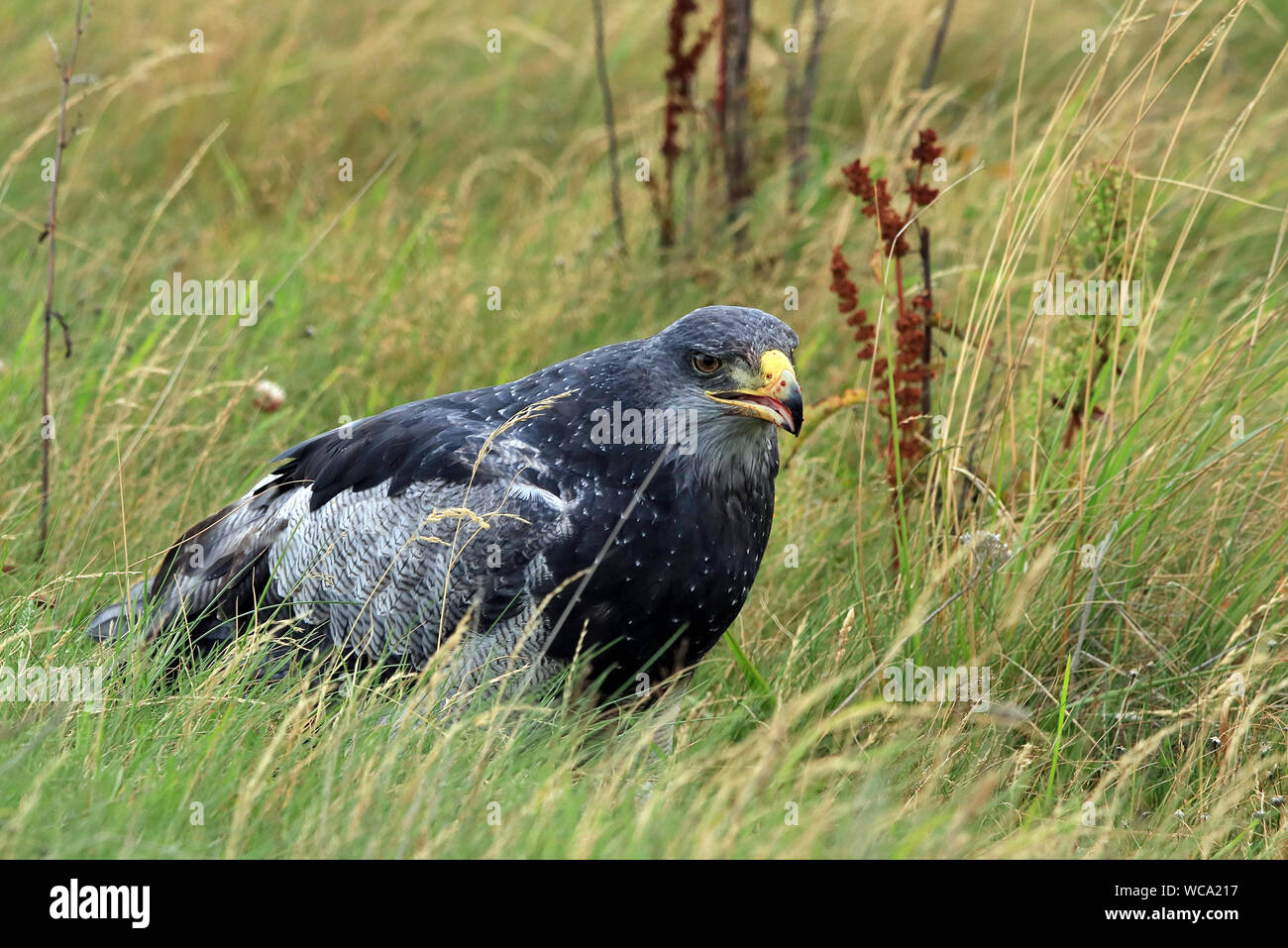 Schwarz-chested Bussard Eagle (geranoaetus Melanoleucus) Fütterung auf ein Kill an der Seite der Straße in Puerto Natales im chilenischen Patagonien. Stockfoto