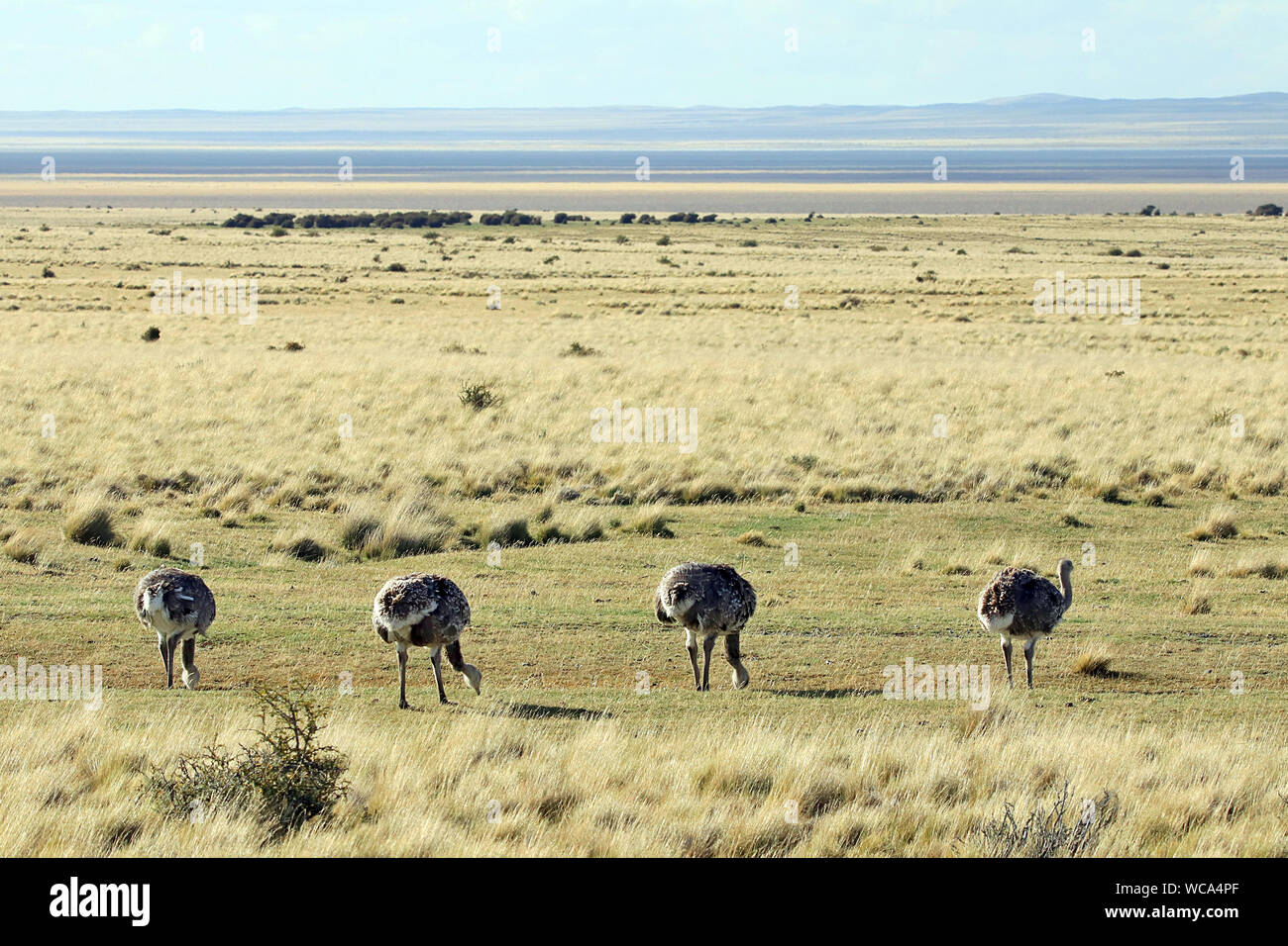 Darwin Nandus (Rhea pennata) Weiden an der Seite der Straße außerhalb von Punta Arenas im chilenischen Patagonien. Stockfoto