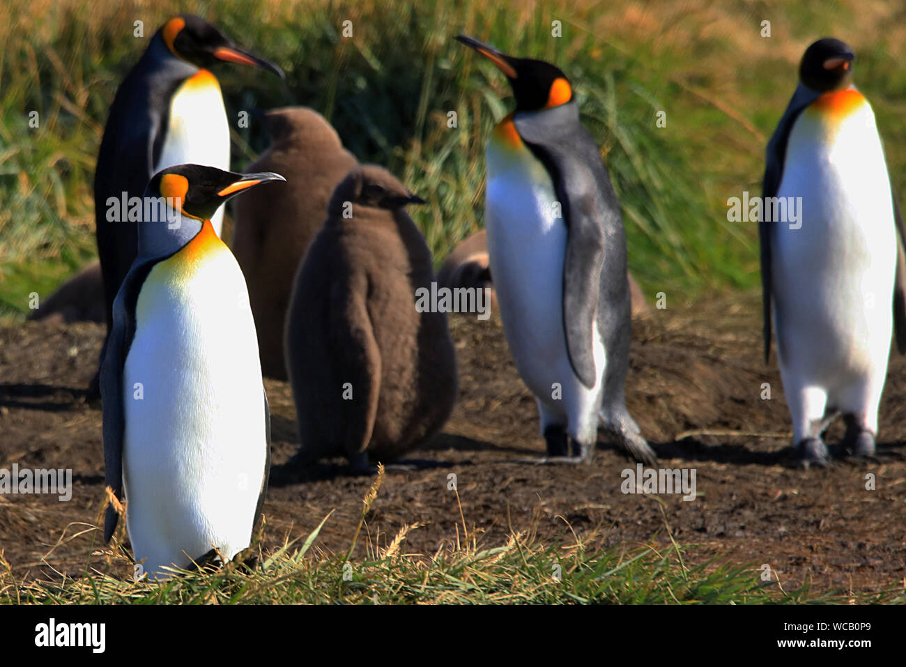 Königspinguine (Aptenodytes patagonicus) und ihre Jungen in eine Kolonie auf Tierra del Fuego, Chile gegründet Stockfoto