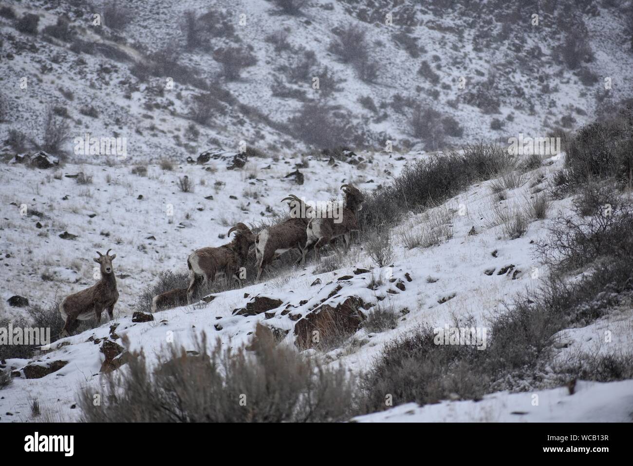 Bighorn Schafe in einem Yakima River Canyon High Desert Schneesturm Stockfoto