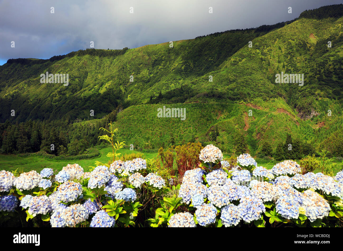 Hortensien blühen gegen grüne Berge bei Azoren Stockfoto