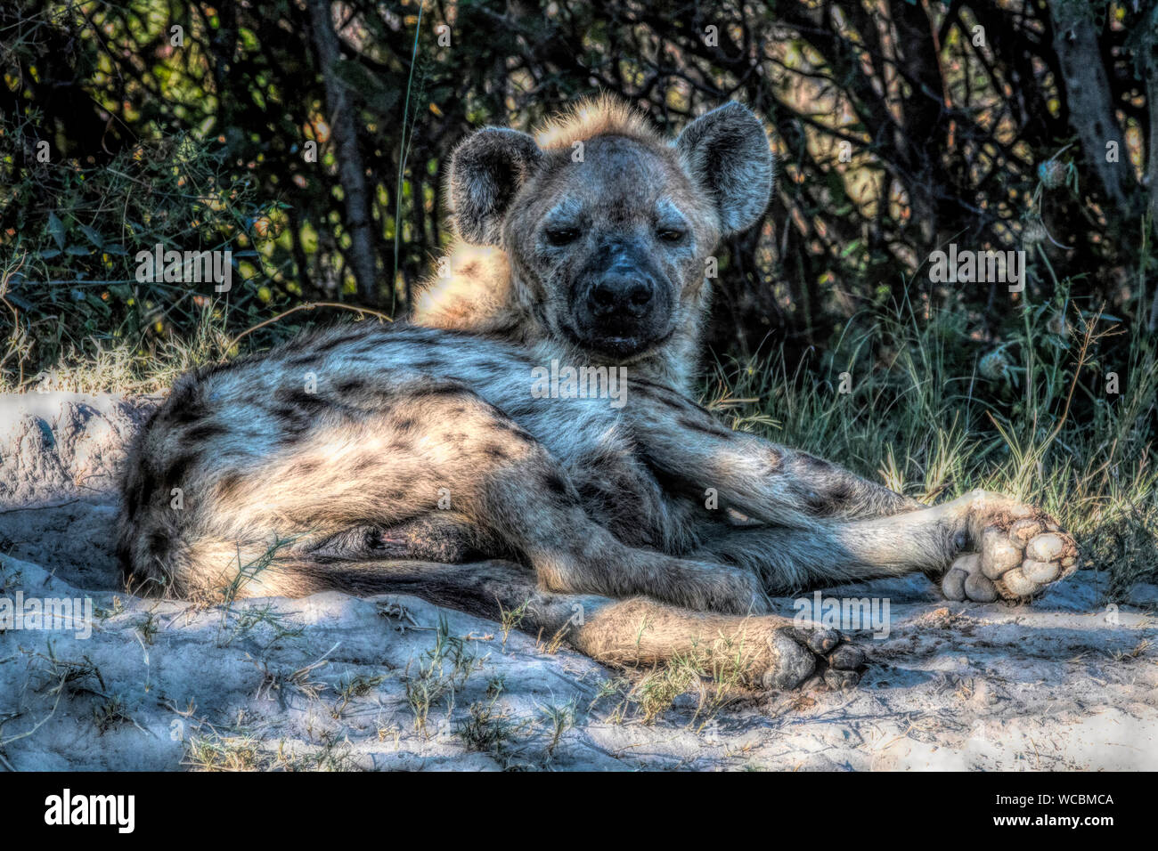 Die afrikanischen Wilden Hund, auch als Kap Jagd Hund oder Hund gemalt, wechselt in der Regel die offene Ebenen und lichten Wäldern in Afrika südlich der Sahara. Stockfoto