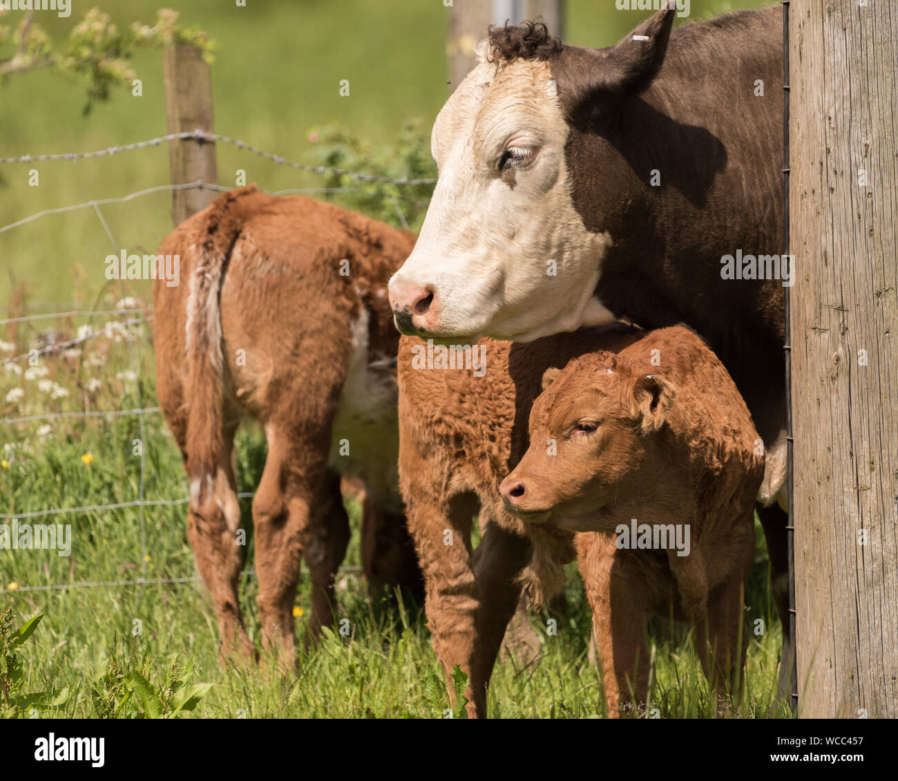 Mutter Kuh und Kalb mit Blick über ein Feld in Sumer Sonnenschein mit einer anderen Kuh im Hintergrund Stockfoto