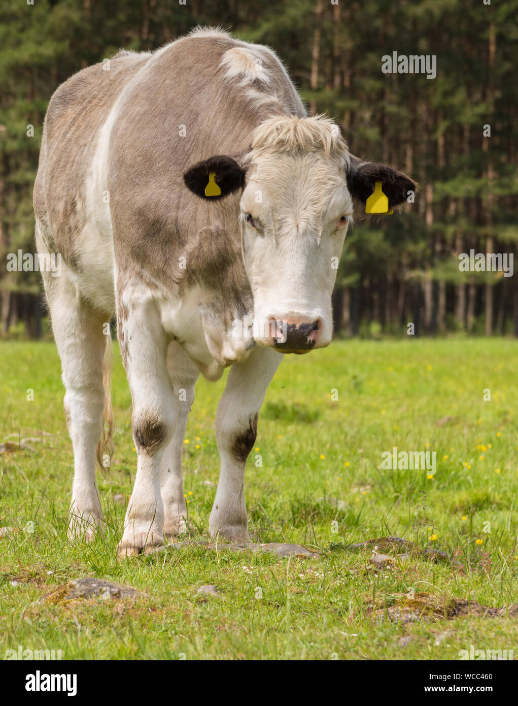 Einzelne Kuh schaut ein wenig traurig, als sie außerhalb in einem Feld in ländlichen Schottland steht Stockfoto