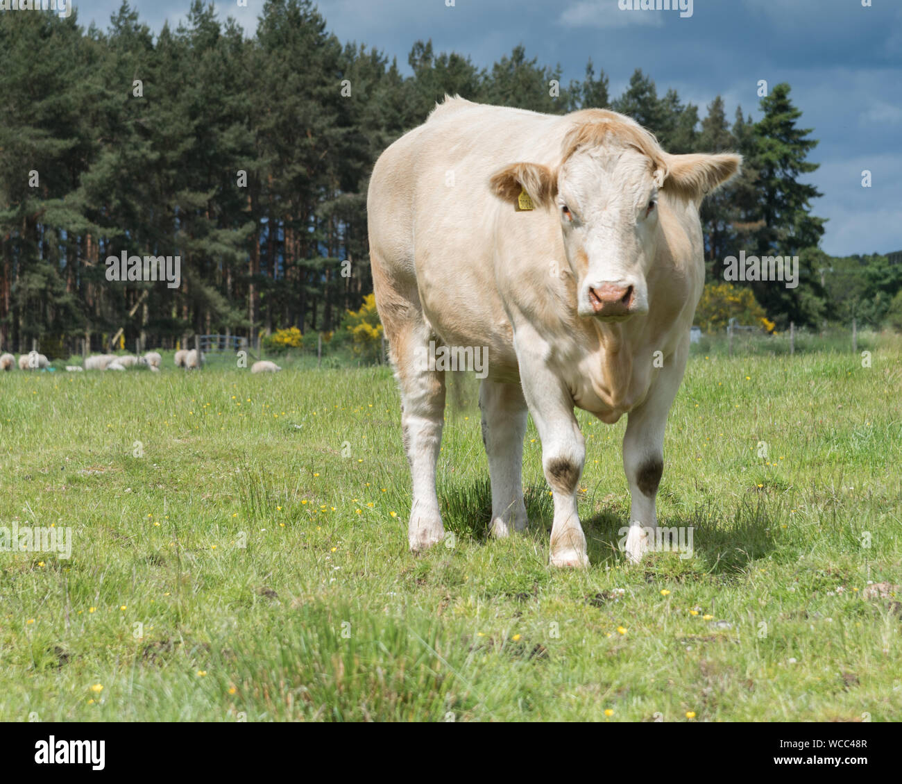 Single Charolais Kuh stehen im Feld in ländlichen Schottland mit Rest der Herde im Hintergrund Stockfoto