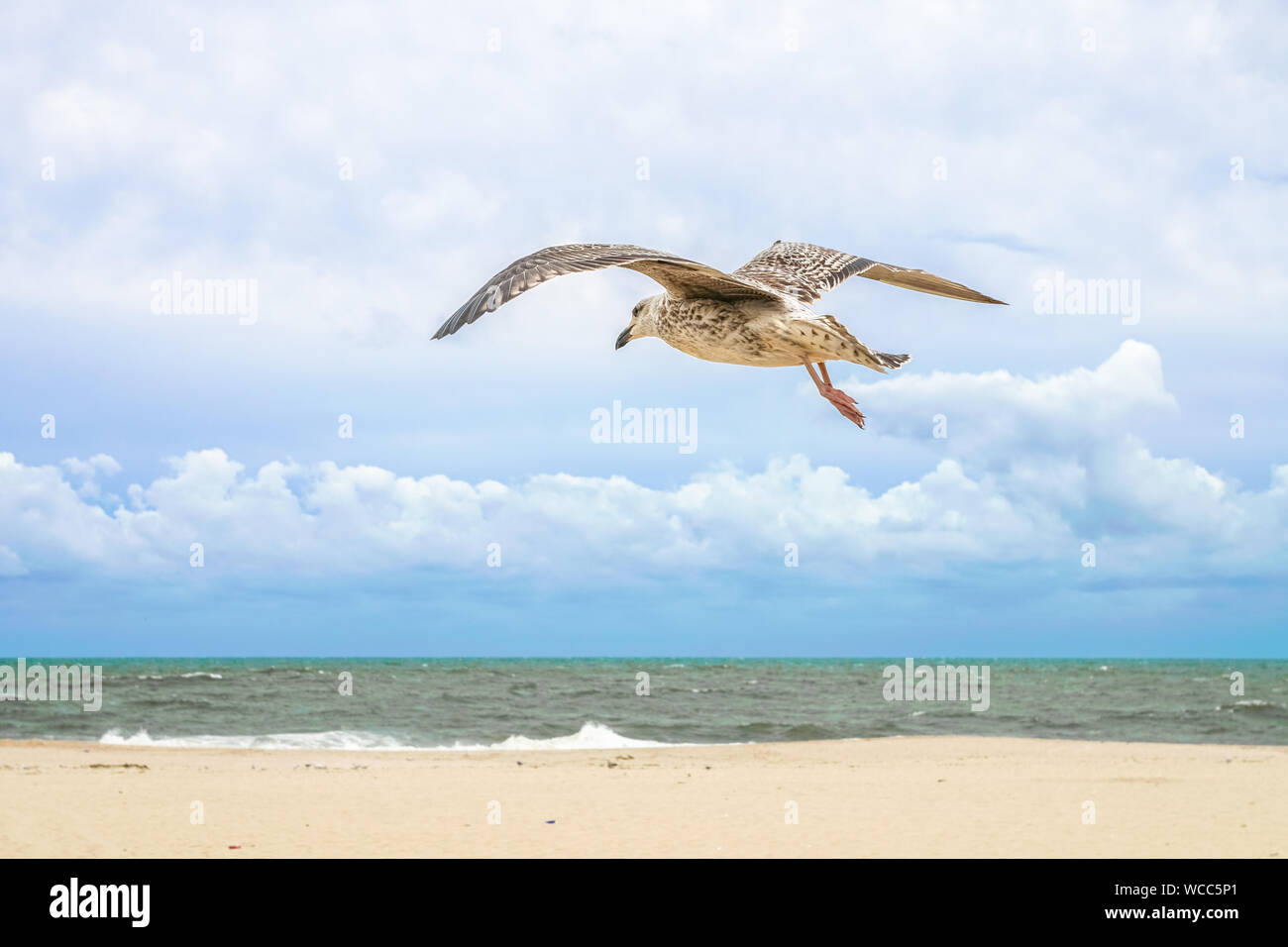 Möwe Fliegen über einen Strand in New Jersey. Stockfoto
