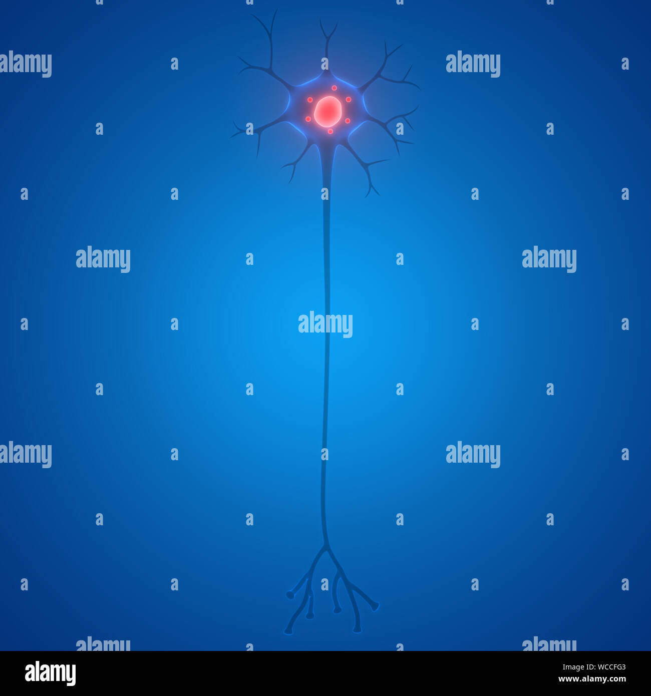 Anatomie Der Menschlichen Neuronenzellen Stockfoto