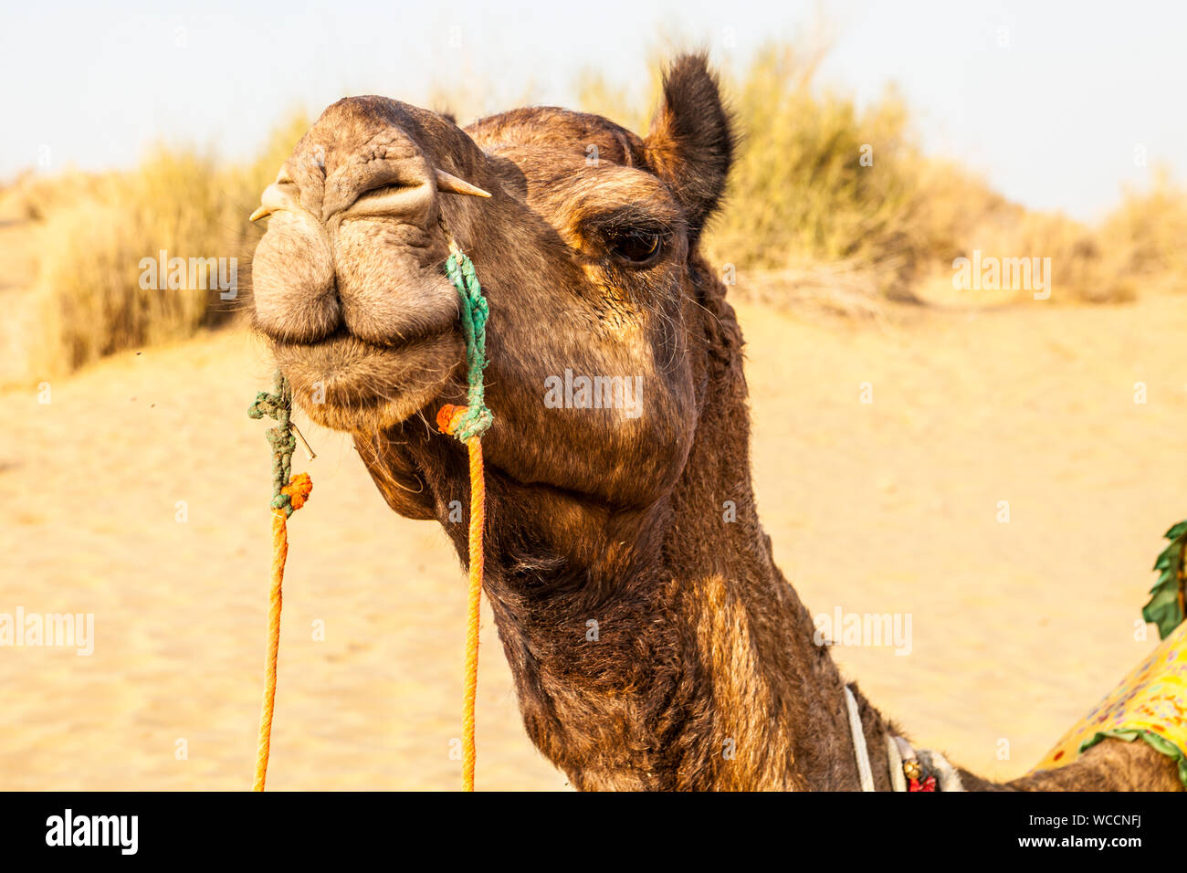 Ein Kamel auf einem Wüste Thar Camel Safari, Rajasthan, Indien. Stockfoto