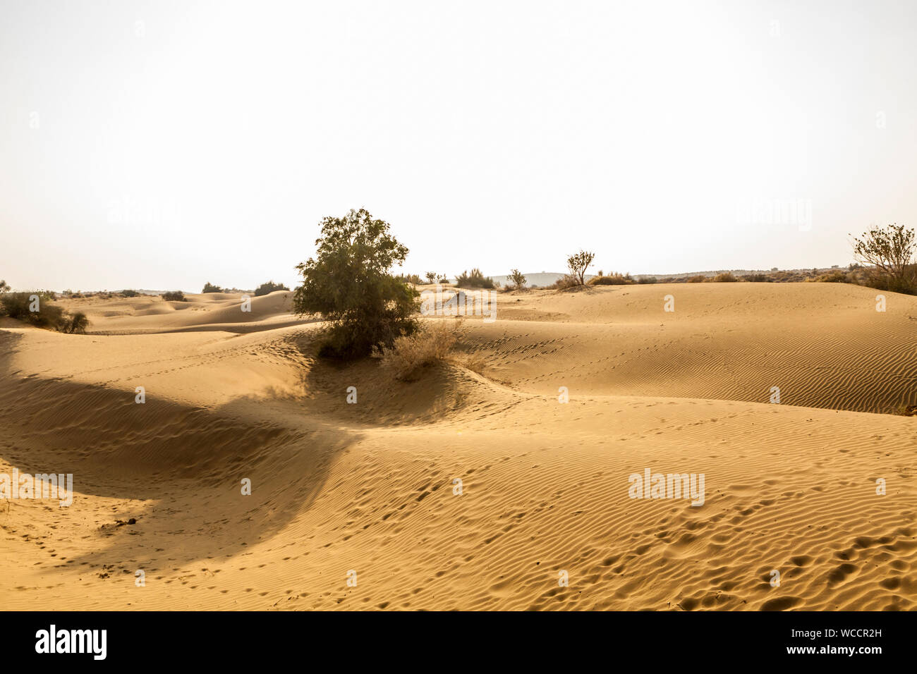 Sanddünen und Tier Titel auf einen Nachmittag in der Thar Wüste von Rajasthan, Indien. Stockfoto