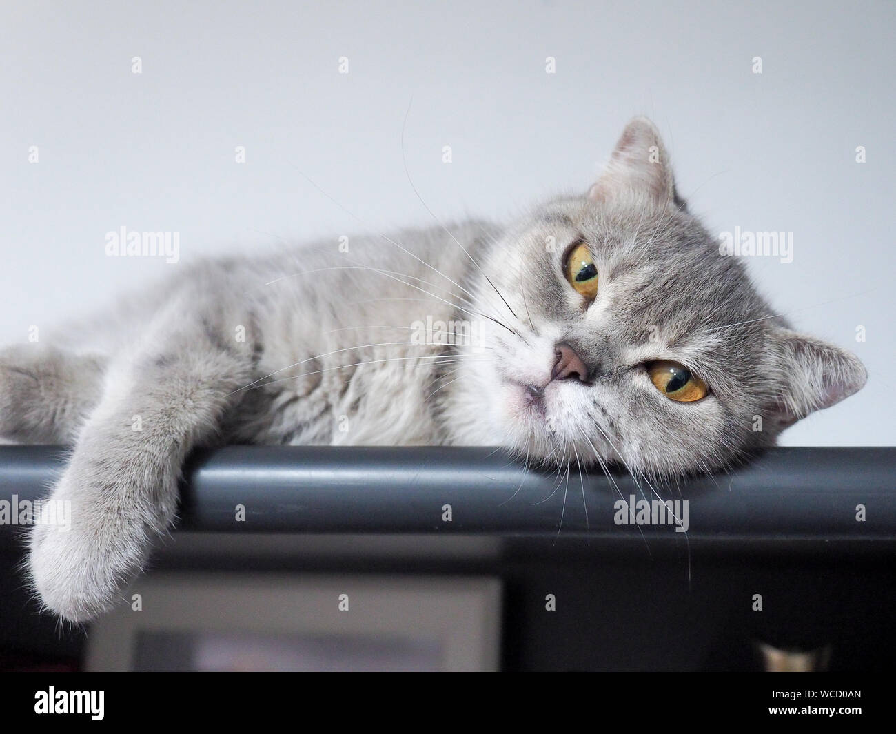 Portrait Von Scottish Fold Katze Entspannt Auf Regal