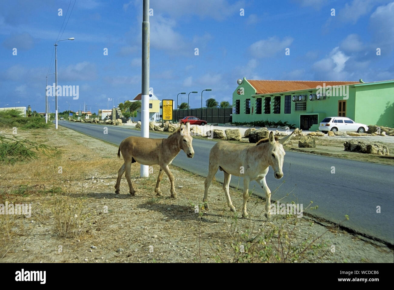 Wilde Esel, überall auf Bonaire zu finden, einige Plätze sogar Warnschilder haben an der Straße, Bonaire, Niederländische Antillen Stockfoto