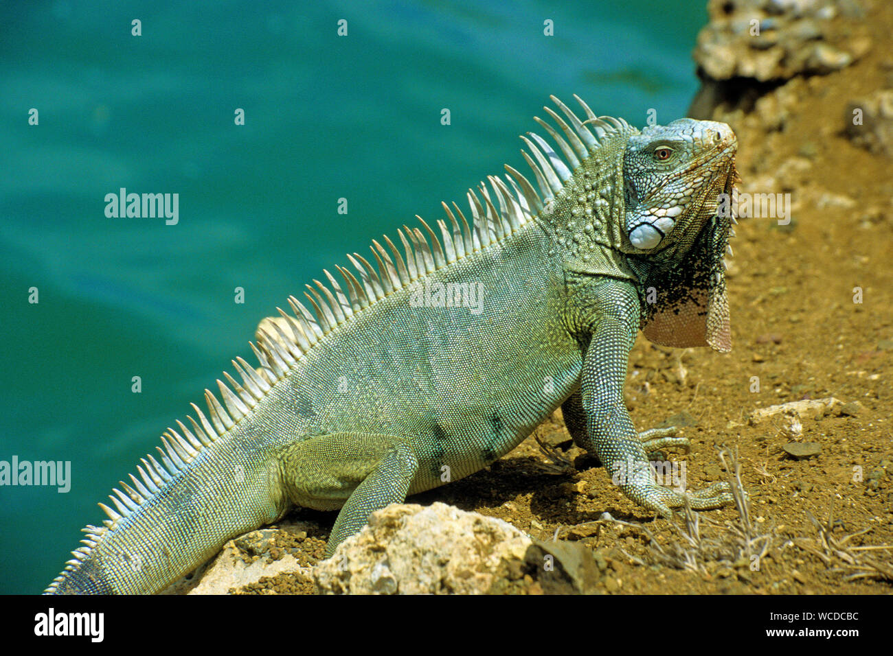 Grüner Leguan (Iguana iguana), überall auf Bonaire, Niederländische Antillen finden Stockfoto