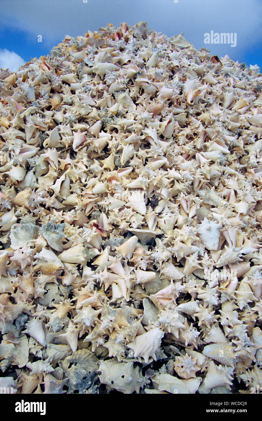 Gestapelte leere Hüllen von Königin Conches (Strombus gigas), ehemalige Delikatesse, heute geschützt, Bonaire, Niederländische Antillen Stockfoto