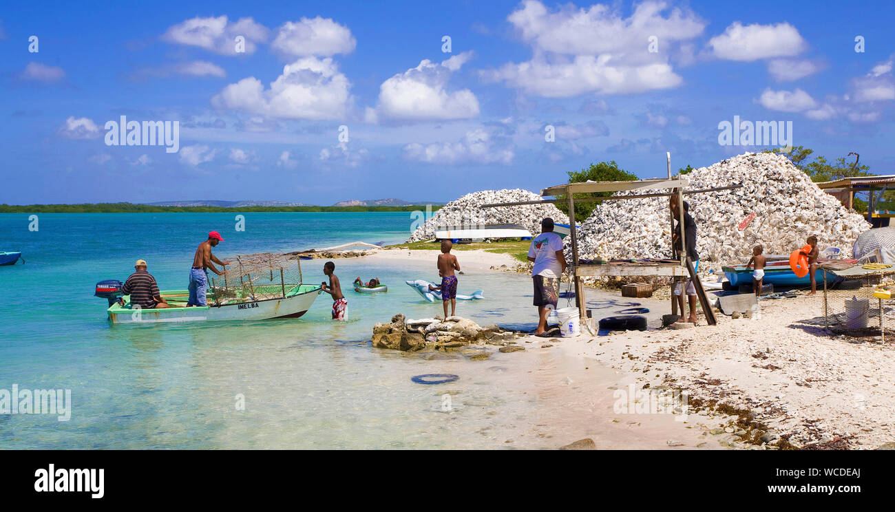 Fischer an der Westküste, gestapelte leere Hüllen von Königin Conches (Strombus gigas) am Strand, ehemaliger Delikatesse, nun geschützt, Bonaire, Niederländische Antillen Stockfoto