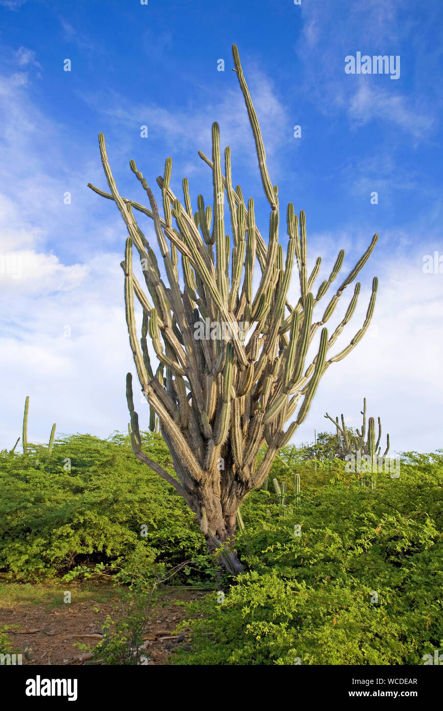 Riesige Kakteen (Cactaceae) in Washington Slagbaai Nationalpark, STINAPA, Bonaire, Niederländische Antillen Stockfoto