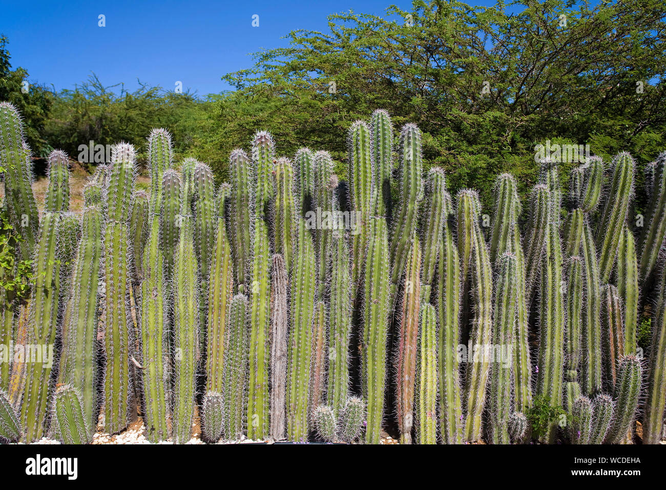 Natürliche Zaun von riesigen Kakteen (Cactaceae), Bonaire, Niederländische Antillen Stockfoto