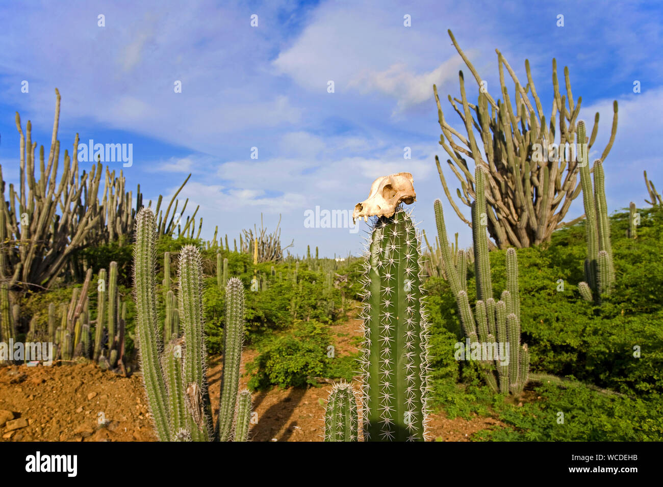 Gebleicht Ziege Schädel auf Kakteen (Cactaceae), Washington Slagbaai Nationalpark, STINAPA, Bonaire, Niederländische Antillen Stockfoto