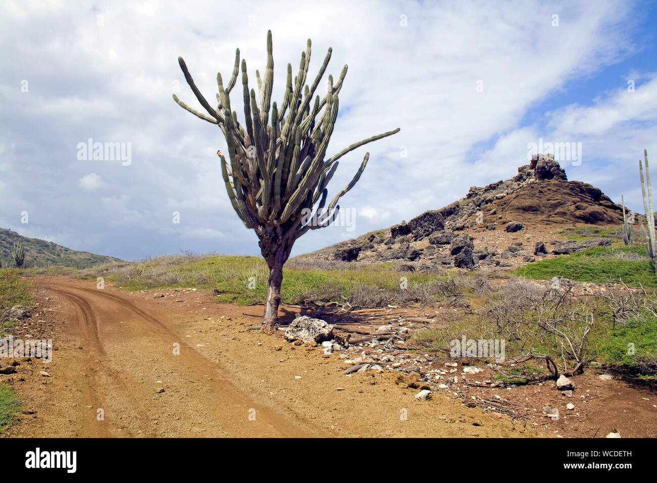 Riesige Kakteen (Cactaceae) in Washington Slagbaai Nationalpark, STINAPA, Bonaire, Niederländische Antillen Stockfoto