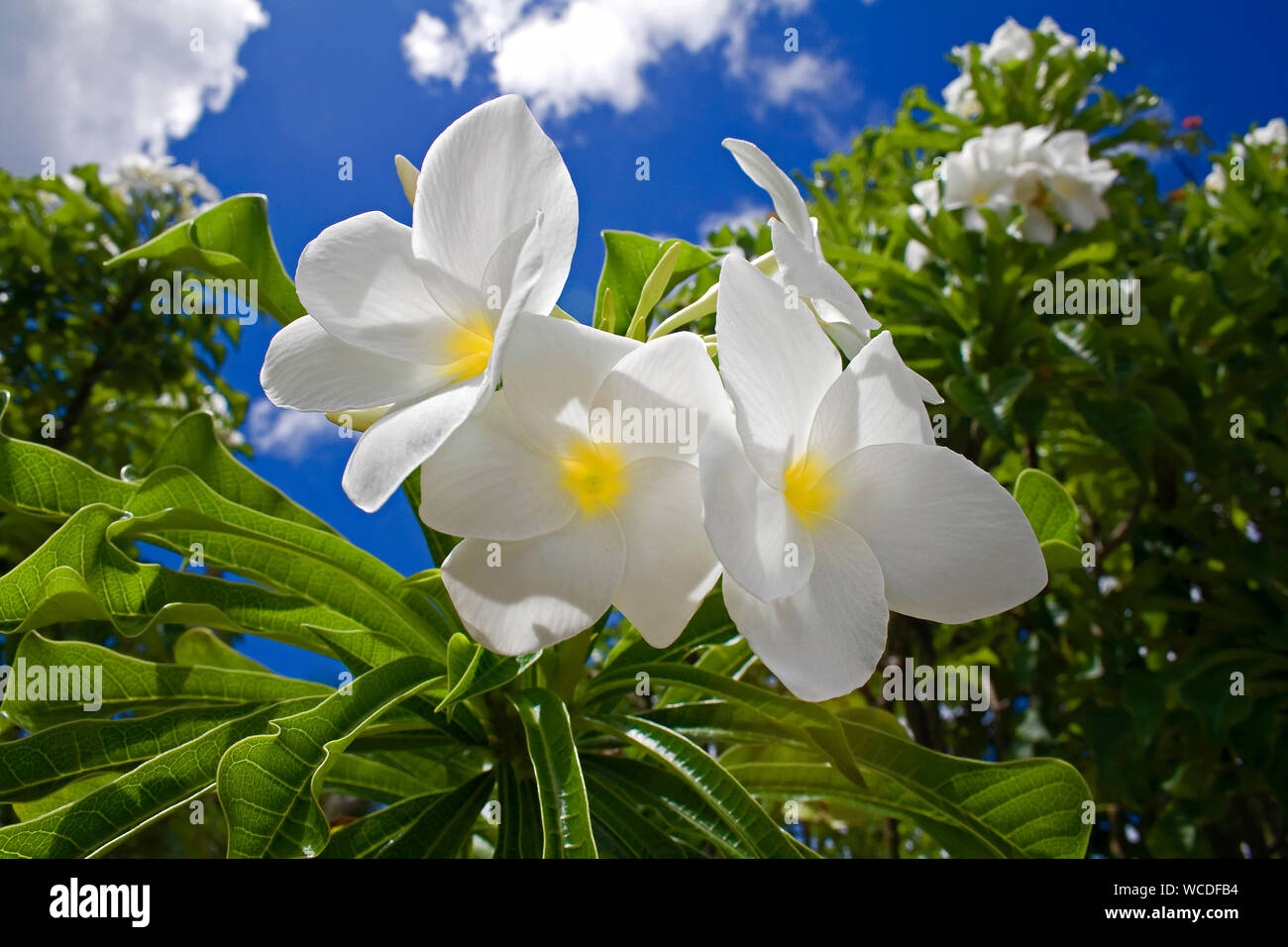 Frangipani Baum oder Pagode Baum (Plumeria alba), Bonaire, Niederländische Antillen Stockfoto