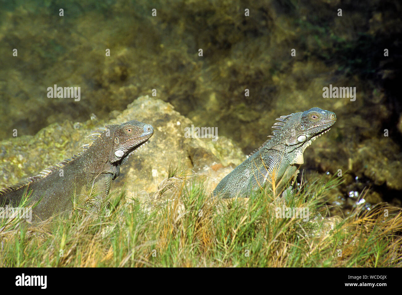 Grüne Leguane (Iguana iguana), überall auf Bonaire, Niederländische Antillen finden Stockfoto