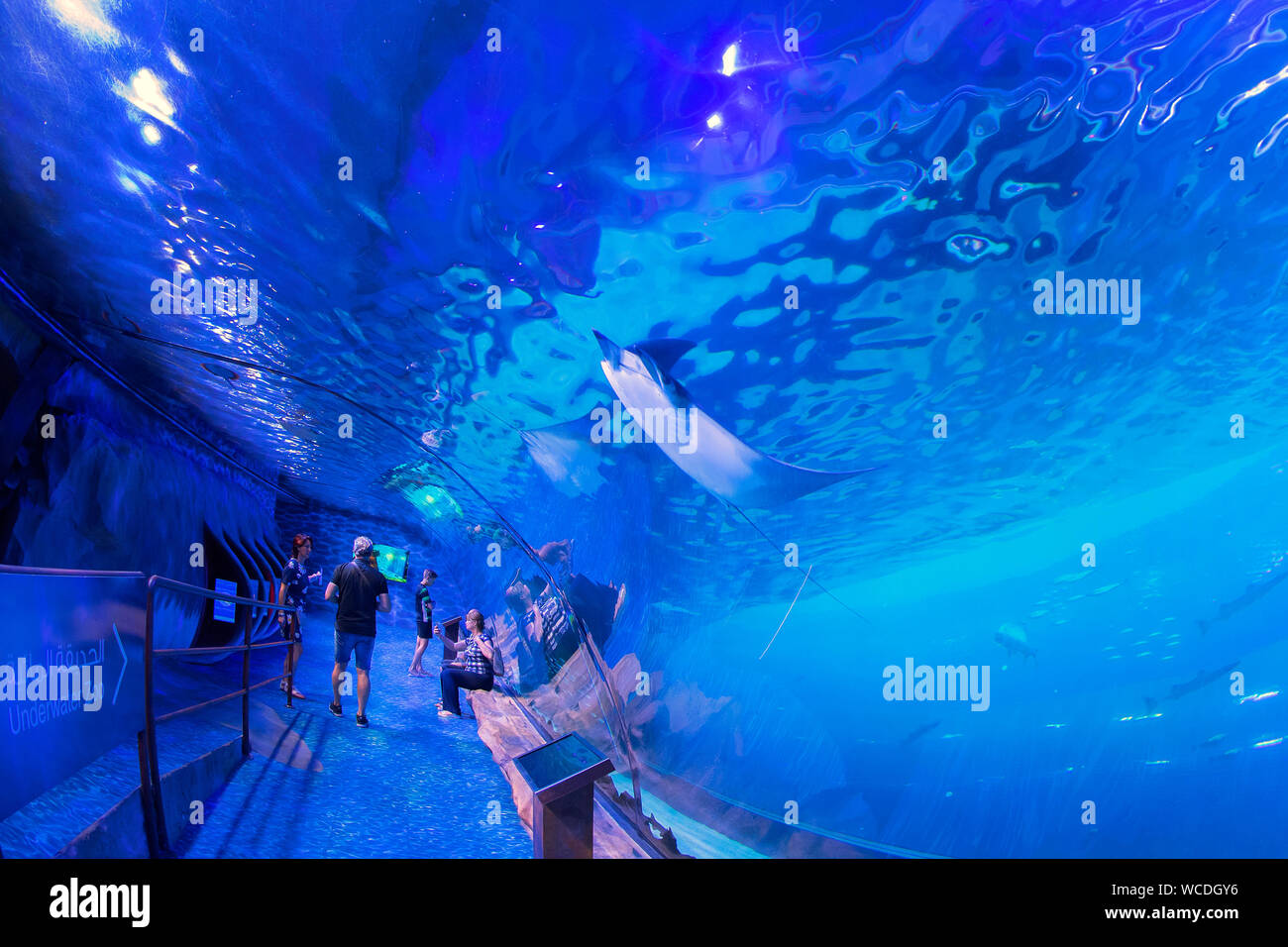 Das Bild von Dubai Aquarium in der Dubai Mall, VAE Stockfoto