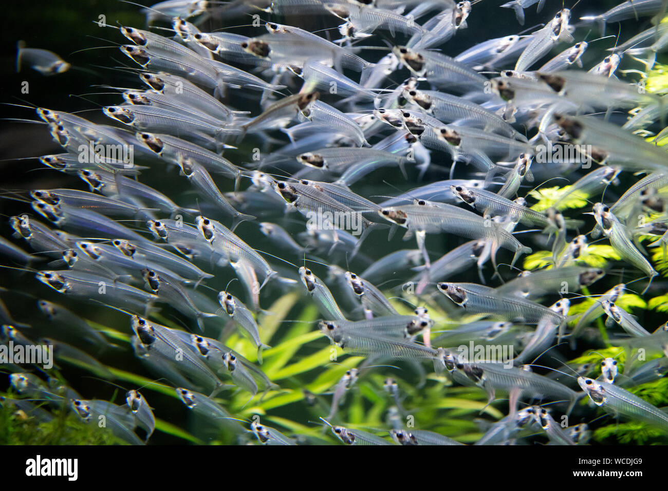 Das Bild von Aquarium in der Dubai Mall, VAE Stockfoto