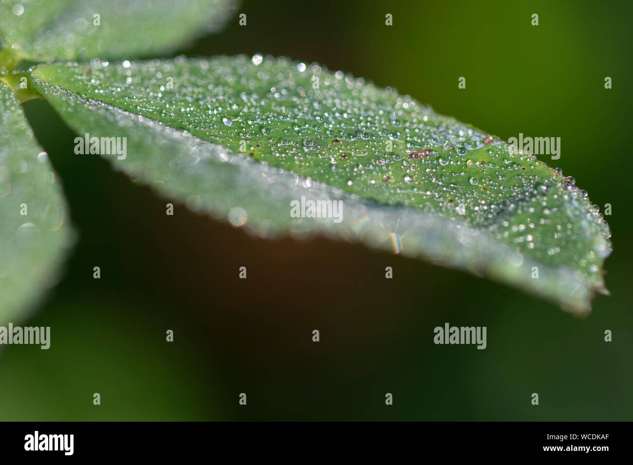 Tau auf einem Kleeblatt Stockfoto