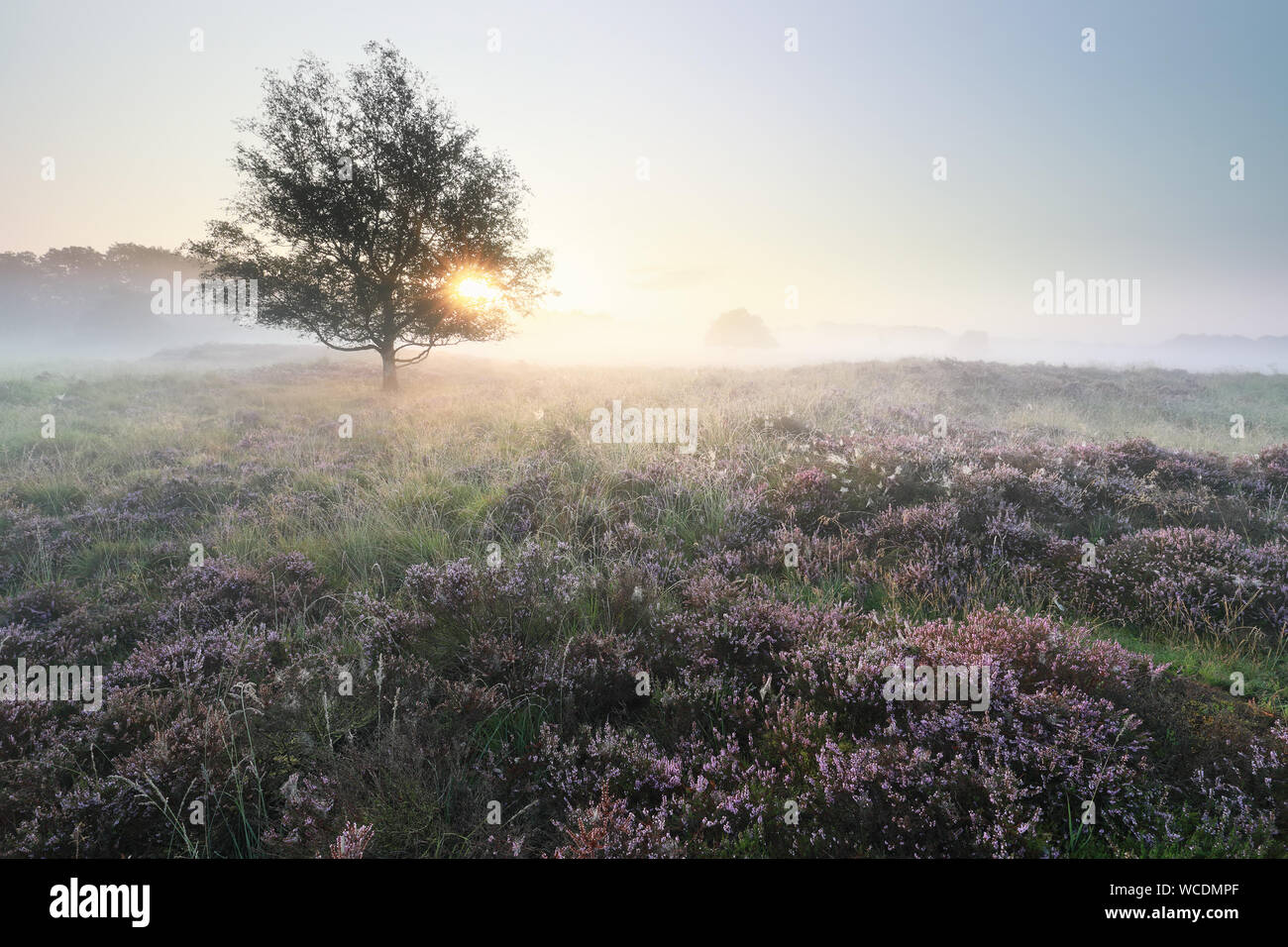 Wunderschöne, ruhige und gelassene Bilder der misty Sonnenaufgang über Wiesen mit blühenden Heidekraut im Sommer Stockfoto