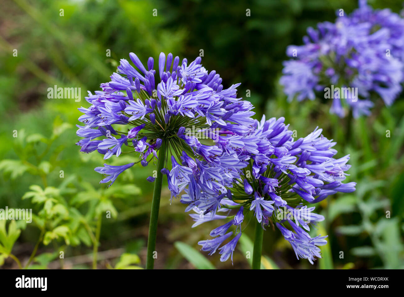 Agapanthus africanus 'blauer Pinsel', African Blue Lily, "Lilie der Nil" im Englischen Garten im Sommer. Vereinigtes Königreich Stockfoto