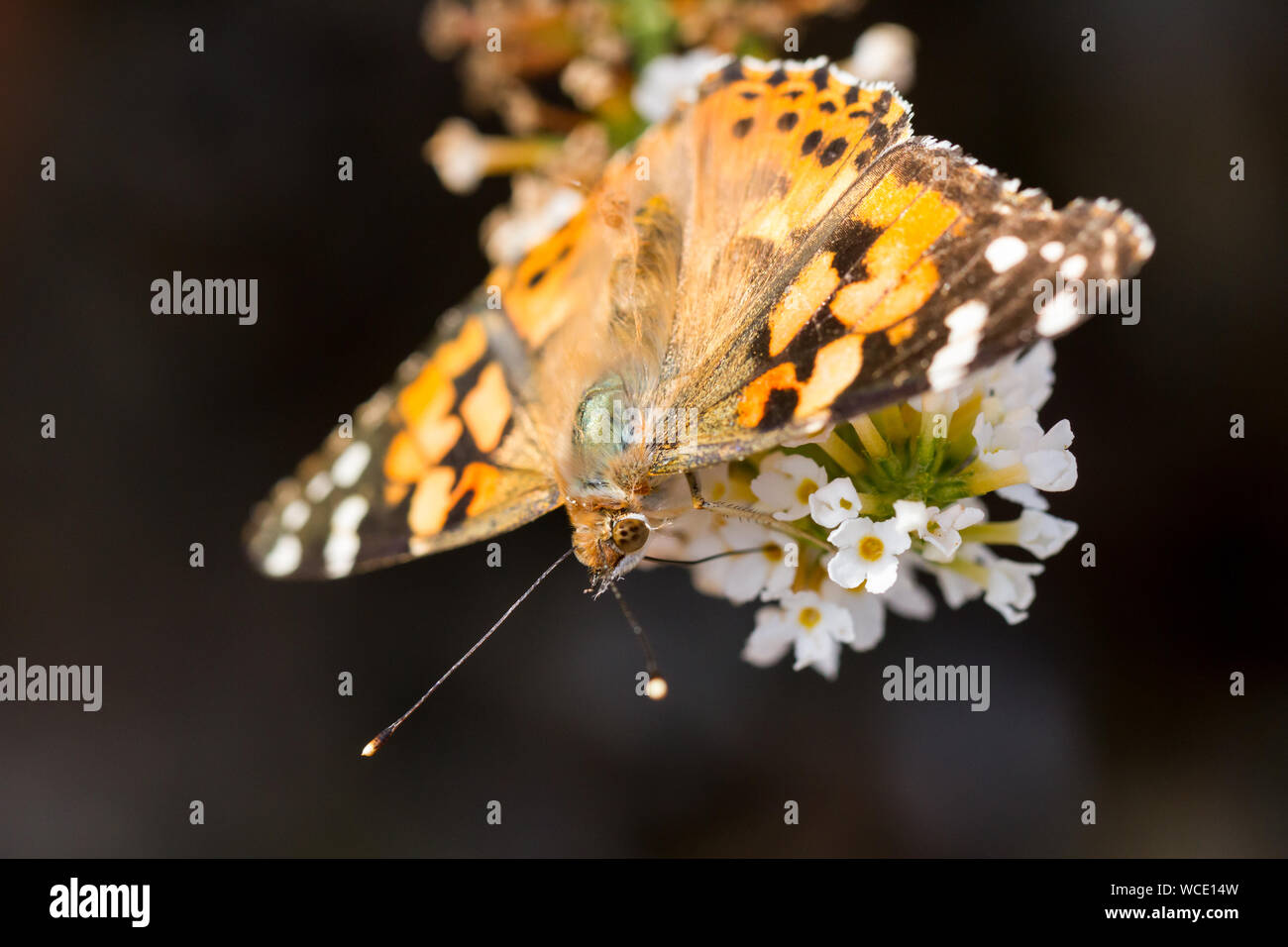 Painted Lady butterfly' Vanessa cardui' auf Butterfly bush Blüten im Sommer, Großbritannien Stockfoto