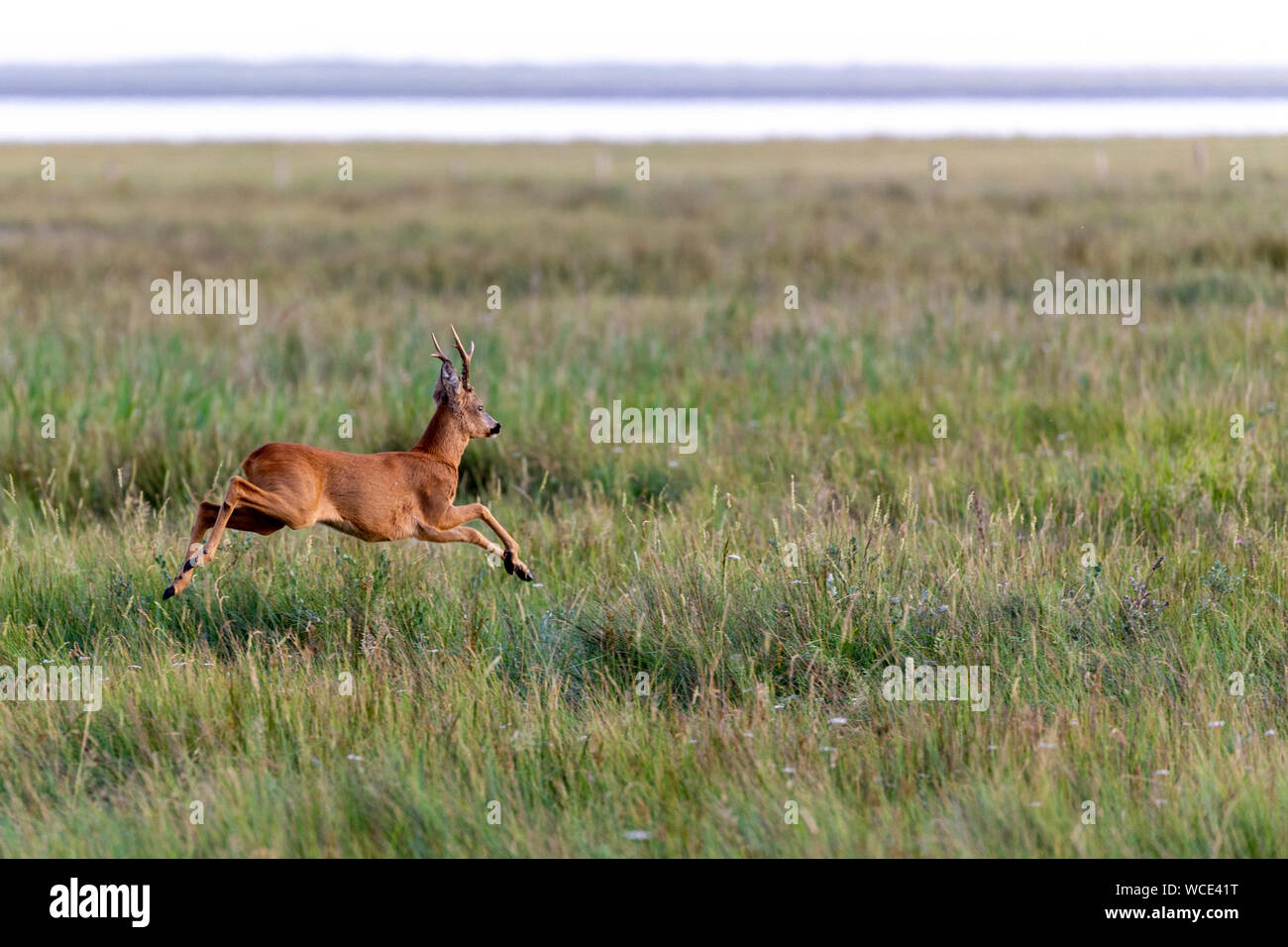 Roe Buck auf den Salzwiesen am Wattenmeer auf Juist, Ostfriesische Inseln, Deutschland. Stockfoto