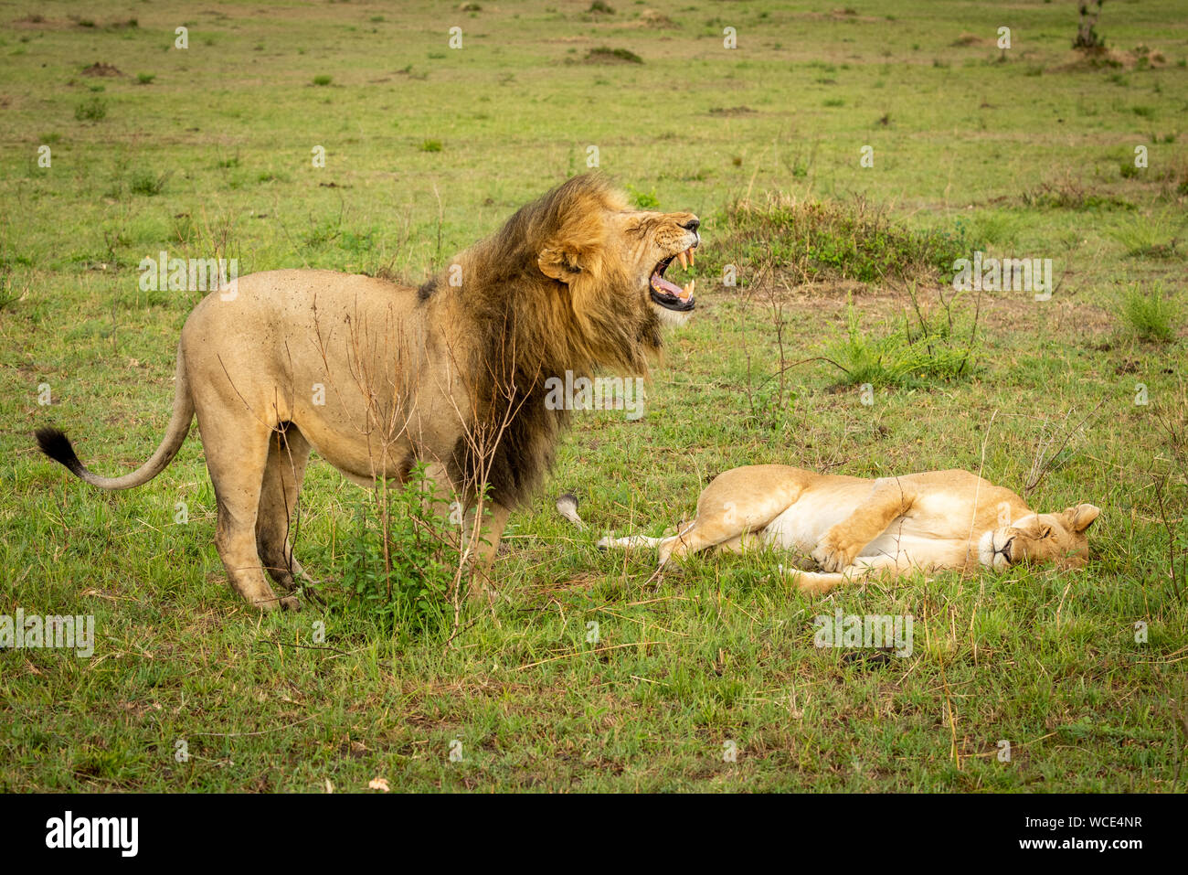 Männliche Löwe steht über löwin baring Zähne Stockfoto