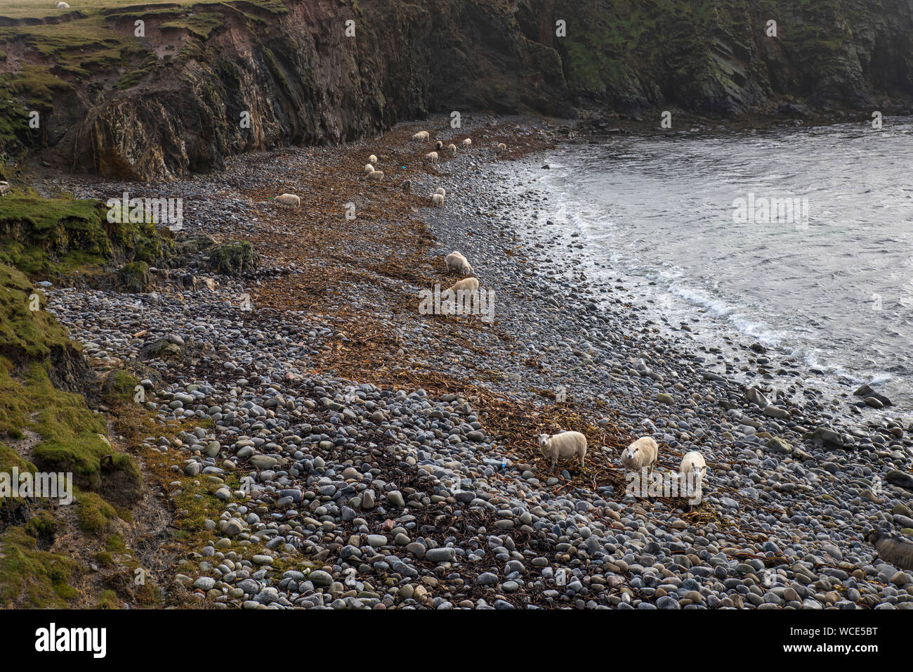 Fair Isle; Schafe fressen Algen, Shetland, Großbritannien Stockfoto