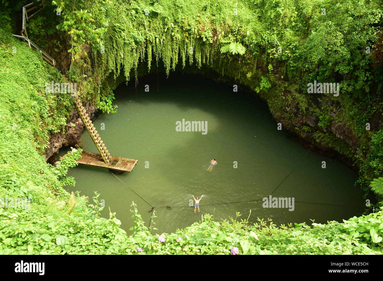 Zum Sua Ocean Grach, einem malerischen, klaren Wasserloch auf der Insel Upolu im Königreich Samoa Stockfoto