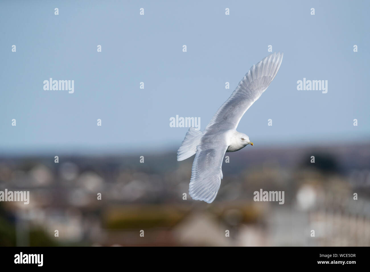 Island Gull, Larus glaucoides; Flug; Cornwall, UK Stockfoto