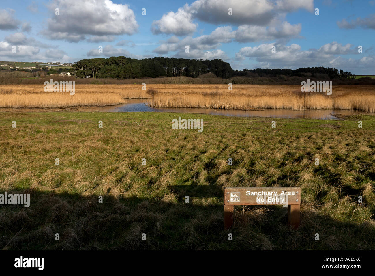 Marazion Marsh RSPB Reservat; Cornwall, UK Stockfoto
